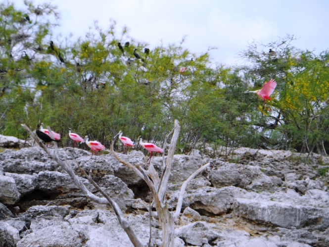 Campor el Mirador Presa Marte R. Gomez Sugar lake bass lobina