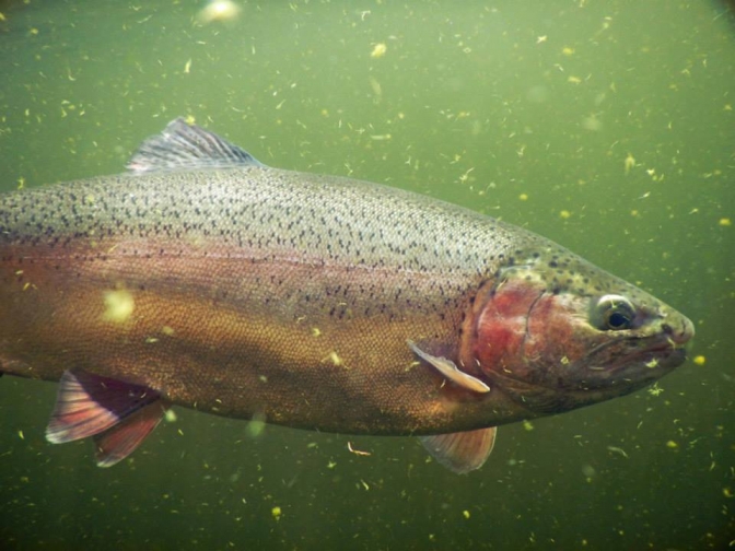 552611_10153039635350207_470156486_n.jpg 552611_10153039635350207_470156486_n.jpg