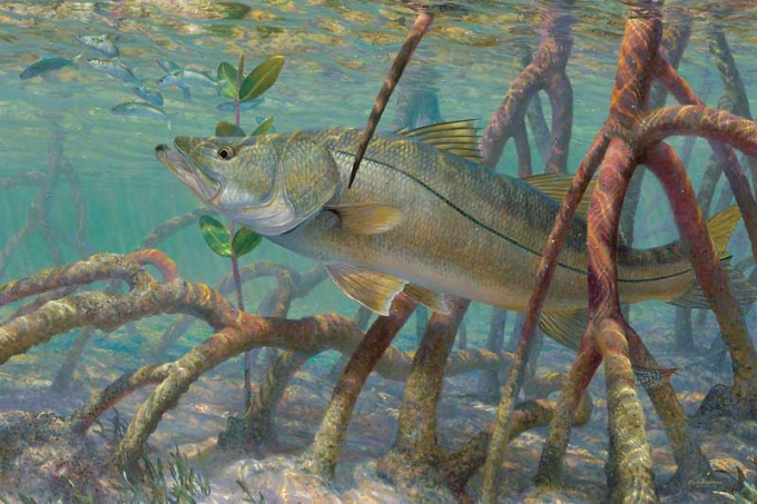 snook-art.jpg