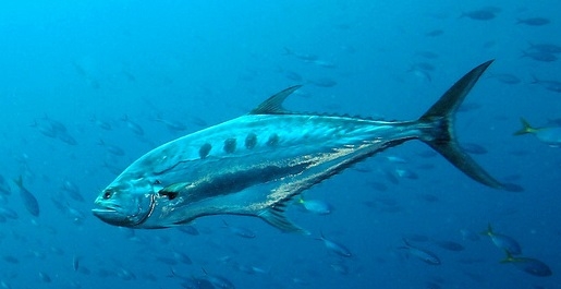 queenfish.jpg queenfish.jpg