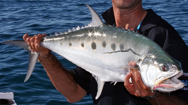 QUEENFISH-TALANG-1.jpg QUEENFISH-TALANG-1.jpg