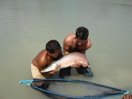 Arapaima especie de Tailandia pescada por Federico Bueno Arapaima especie de Tailandia pescada por Federico Bueno