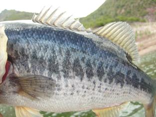 Una lobina azul; caprichos de la naturaleza