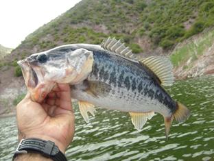 Una lobina azul; caprichos de la naturaleza Una lobina azul; caprichos de la naturaleza