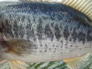 Una lobina azul; caprichos de la naturaleza