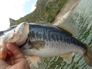 Una lobina azul; caprichos de la naturaleza