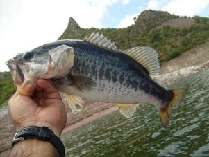 Una lobina azul; caprichos de la naturaleza Una lobina azul; caprichos de la naturaleza