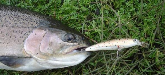 Novedades 2007 de Rapala y Storm, Scatback, Wildeye Minnow y X Rap XR08