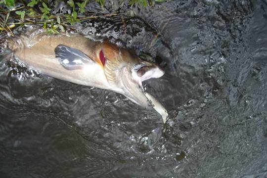 Novedades 2007 de Rapala y Storm, Scatback, Wildeye Minnow y X Rap XR08