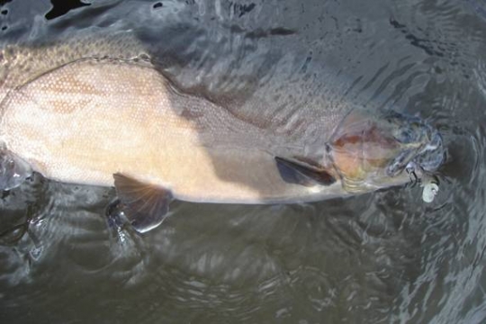 Novedades 2007 de Rapala y Storm, Scatback, Wildeye Minnow y X Rap XR08