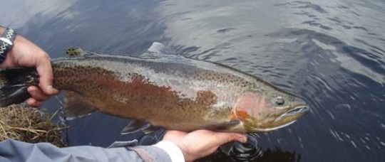 Novedades 2007 de Rapala y Storm, Scatback, Wildeye Minnow y X Rap XR08