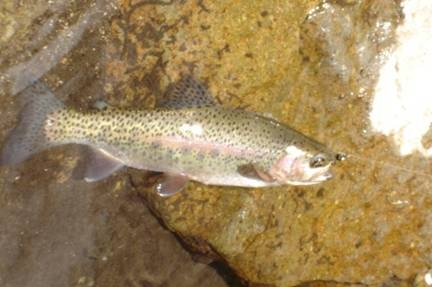 Pescando truchas Arcoiris en Rio parte 1