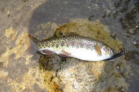 Pescando truchas Arcoiris en Rio parte 1