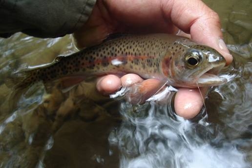 Pescando truchas Arcoiris en Rio parte 1