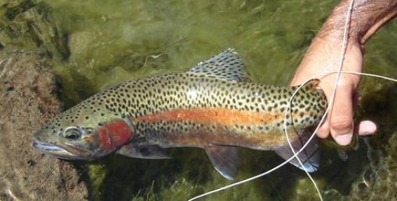 La cultura del Catch n Release