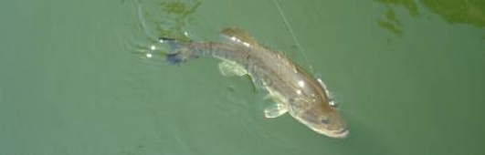 Los 10 errores mas comunes que cometemos los pescadores (y como corregirlos) Los 10 errores mas comunes que cometemos los pescadores (y como corregirlos)