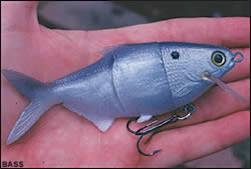 Tips de pesca de lobina desde orilla Tips de pesca de lobina desde orilla