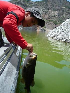 Ultimas resenas de la pesca en Zimapan Mayo - Junio 2007 Ultimas resenas de la pesca en Zimapan Mayo - Junio 2007
