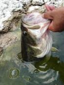 Ultimas resenas de la pesca en Zimapan Mayo - Junio 2007 Ultimas resenas de la pesca en Zimapan Mayo - Junio 2007