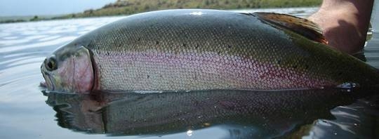 Atando un Acocil, para la pesca de trucha