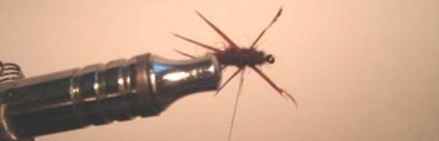 Atando paso a paso Stone Fly Atando paso a paso Stone Fly