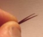 Atando paso a paso Stone Fly Atando paso a paso Stone Fly
