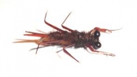Atando paso a paso Stone Fly Atando paso a paso Stone Fly