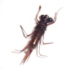 Atando paso a paso Stone Fly Atando paso a paso Stone Fly