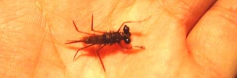 Atando paso a paso Stone Fly Atando paso a paso Stone Fly
