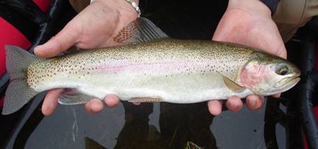 Conociendo a la Trucha