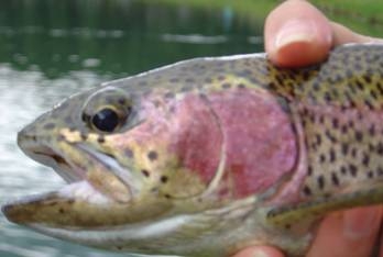 Conociendo a la Trucha