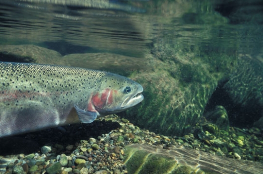 Datos curiosos sobre la Trucha y su pesca