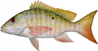 Especies del Caribe mexicano VIII, el Pargo Lunar