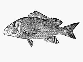 Especies del Caribe mexicano VIII, el Pargo Lunar