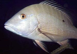 Especies del Caribe mexicano VIII, el Pargo Lunar