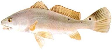 La Pesca de la Corvina La Pesca de la Corvina