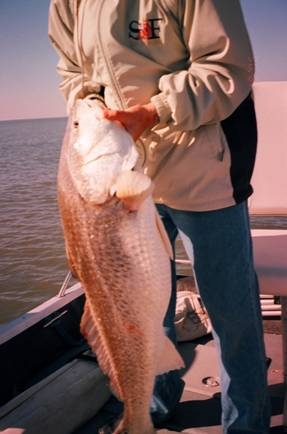 La Pesca de la Corvina