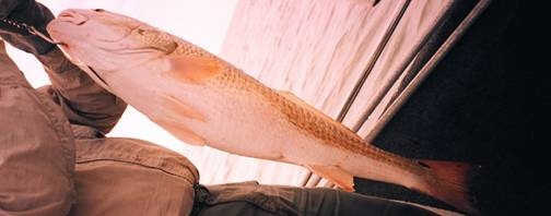 La Pesca de la Corvina La Pesca de la Corvina