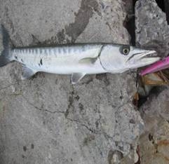 La pesca de la Barracuda en Mexico