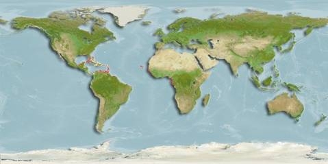 Especies del Caribe Mexicano, el Sabalo Especies del Caribe Mexicano, el Sabalo