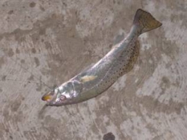 Pescando en Barra de Caballos