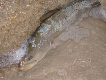Pescando en Barra de Caballos