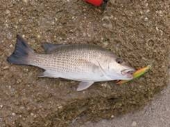 Pescando en Barra de Caballos