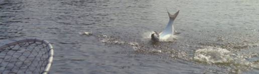 Pescando sabalos en Tabasco