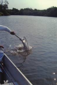 Pescando sabalos en Tabasco