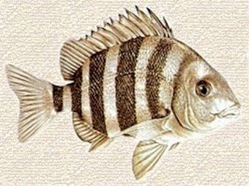 La pesca del Sargo La