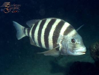 La pesca del Sargo La pesca del Sargo
