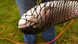 4 de 5 y de esas cuatro... 3 GRANDES!