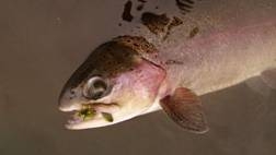 4 de 5 y de esas cuatro... 3 GRANDES!