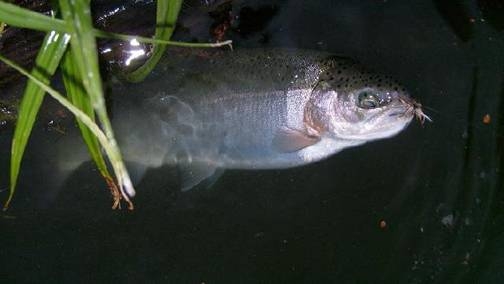 Bellas, bellas y sobre todo bien pescadoras!!! Bellas, bellas y sobre todo bien pescadoras!!!